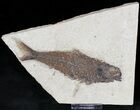 Dark Colored Knightia Fossil Fish - Wyoming #20831-1